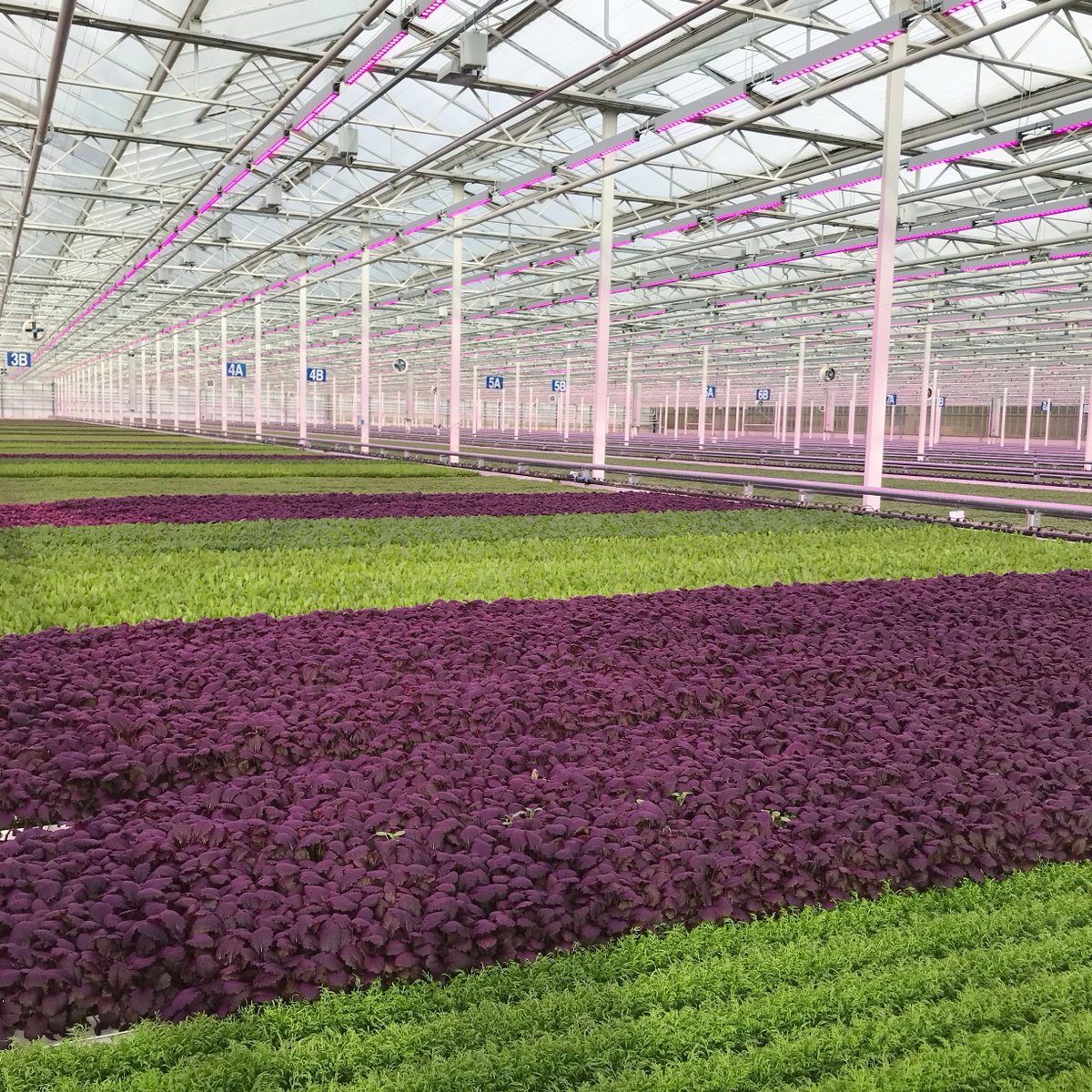 WestlandsUK's tweet photo. How do we grow and harvest our Micro Leaves? ๐ฑ
Our Micro Leaves are grown for optimum freshness, taste and aesthetic appeal.
To discover how we do this, read our latest blog post: https://t.co/SavWT98VfM
#BritishGrown #MicroLeaves #FreshLeaves https://t.co/Ftkq2H8ncS