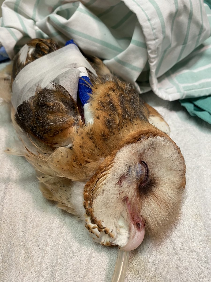 Ojai Raptor Center tweet media