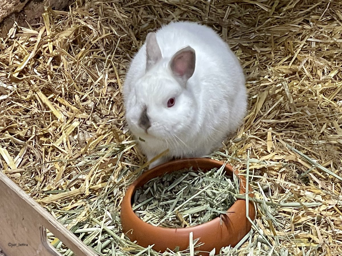 just_bettina's tweet photo. Bitte nicht stören, bin am Essen…
#Kaninchen #RoteAugen #photography #photo https://t.co/tMKWxIyyFq