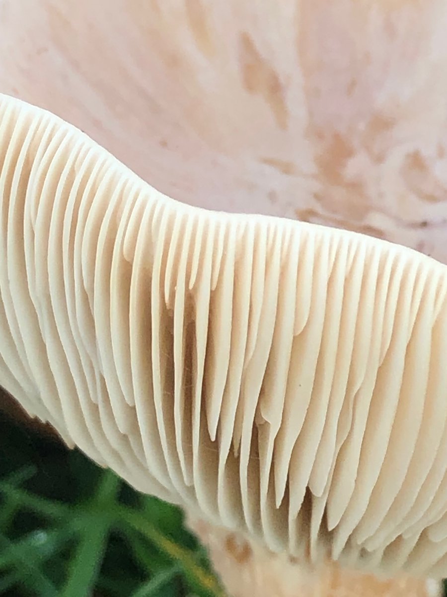 A huge mushroom behind my house