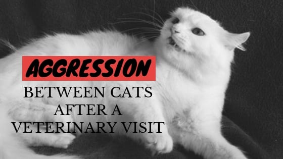 ThinkLikeaCat's tweet photo. There’s a type of aggression that occurs between cats in the same household after a veterinary visit that can be easily prevented with a little planning. https://t.co/AB1eQaWo3h #thinklikeacat #catcare #catbehavior #catvscat #multicat #cataggression https://t.co/b87yXaDlAz