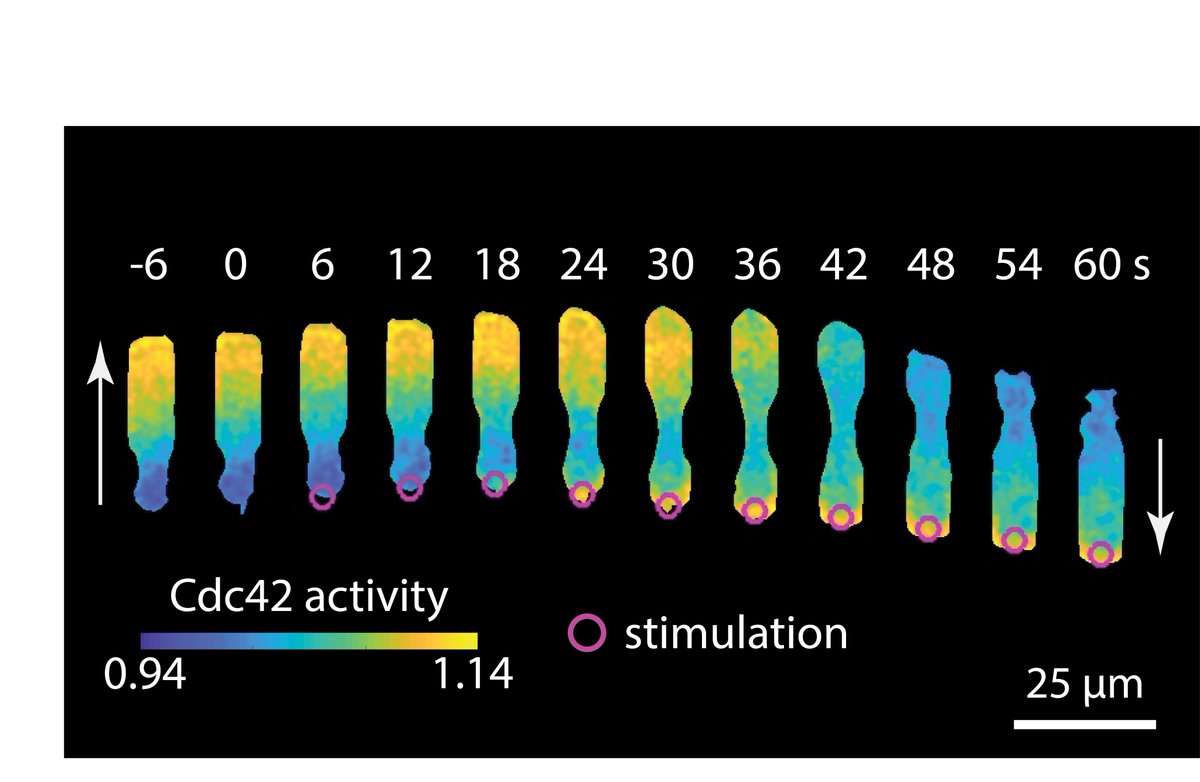 Amalia Hadjitheodorou, PhD tweet media