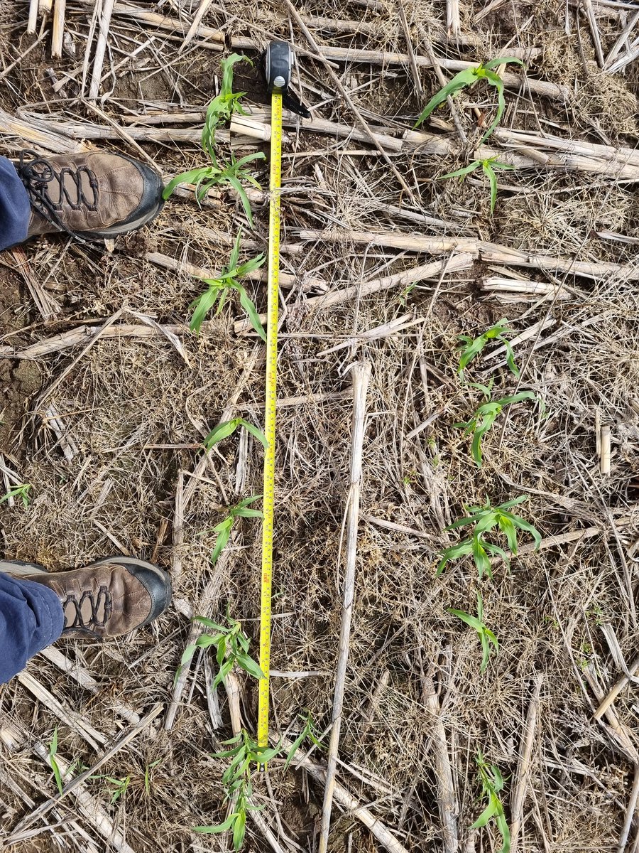 PolachoApolant's tweet photo. Sorgo #Igrowth ADV 1350 IG. 
FS 28/10/21. Agradecido con el agua. 7 pl/m lineal. Una población lograda aprox de 210 mil pl/ha. 👏. Próximamente N. Chacra complicada de presión de Echinochloa, a seguirla 🔍.
@GentosUy 
#Igrowth
#WeedControl
#ControlDeMalezas https://t.co/Hmd1XSeUWg