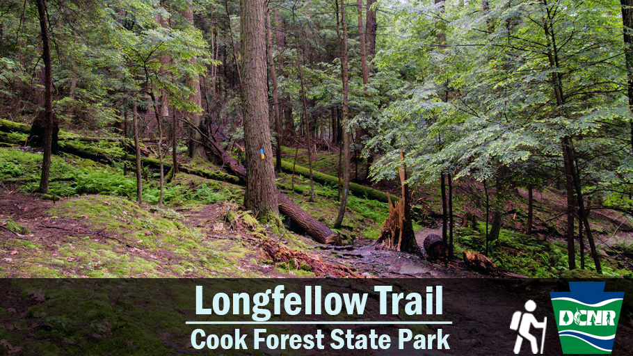 DCNRnews's tweet photo. Explore PA’s evergreens on #LookForAnEvergreenDay!
The Longfellow Trail at #CookForestStatePark runs through the finest stand of old growth white pine forest in the NE U.S. -- including a white pine 185 feet tall! Learn more ➡️ https://t.co/8Q7rfzQLiv #PAStateParks #TrailTuesday https://t.co/REe3rJ9nzw