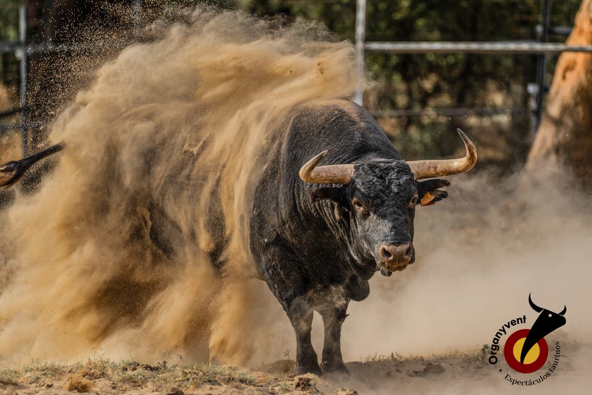 organyvent's tweet photo. 𝗘𝗹 𝘁𝗼𝗿𝗼 𝘆 𝘀𝘂 𝘃𝗲𝗿𝗱𝗮𝗱 !
.
.
.
.
.
.
.
.

#organyvent #cultura 
#tradición #emoción
#toros #tauromaquia #extremadura #cáceres #festejostaurinos #espectáculostaurinos

📸 @diegoalcalde80 https://t.co/x4ILNhEtV3