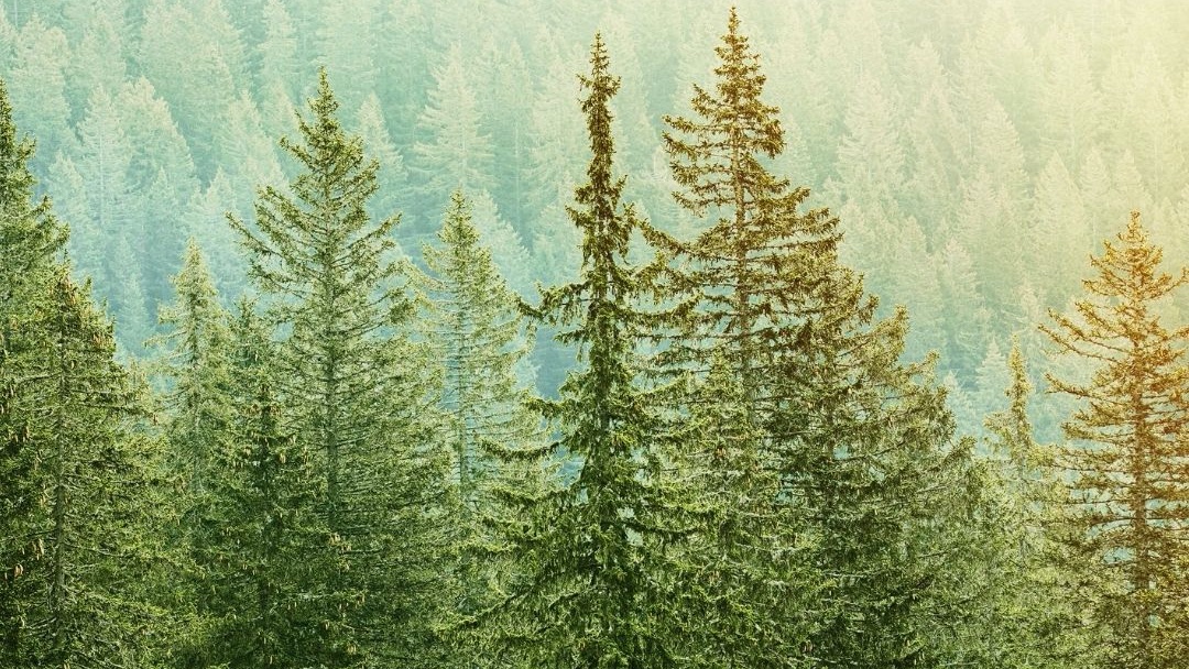 Technology has enabled us to do good in so many ways. At e.pop we use technology to help reduce paper waste, deforestation AND to give back by planting a tree for every sign up! We've planted 5000 trees so far and pledge to plant 1 million by 2025. #GivingTuesday