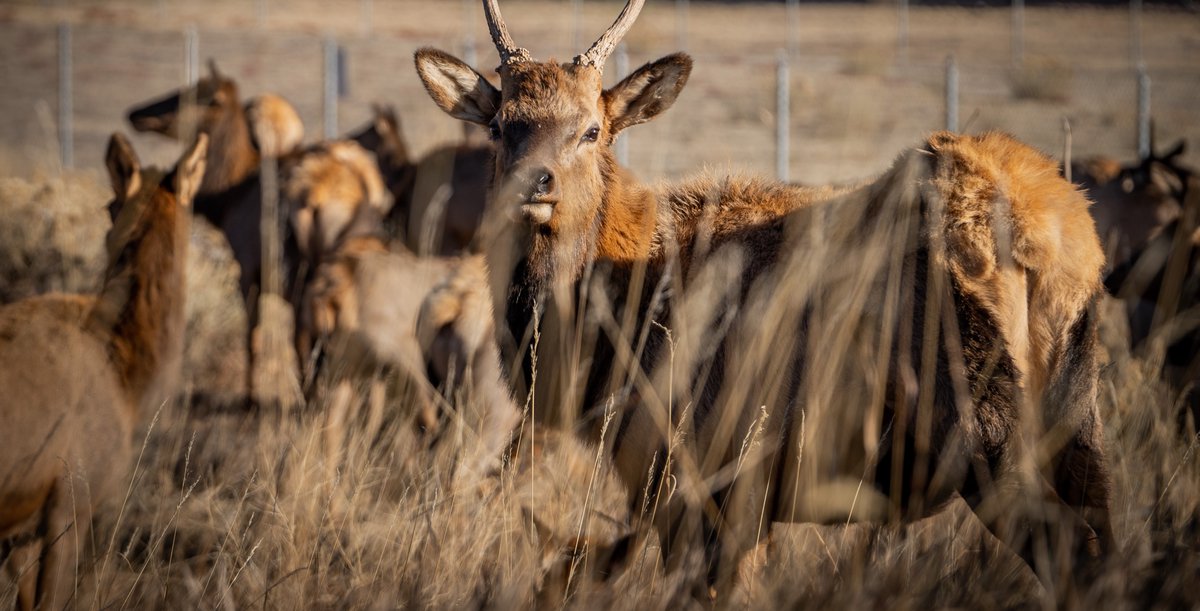🛑 CLOSED: Centennial Cone Park is closed for hunting 12/1-1/31. 
Mayhem Gulch parking lot along US Hwy 6 will remain open for access to the Peak to Plains Trail in Clear Creek Canyon Park. #jeffcotrails jeffco.us/1531/Alerts-Cl…