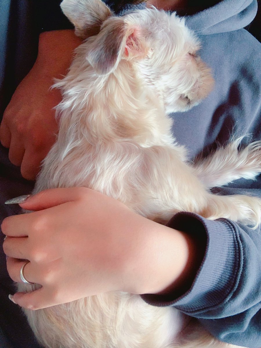 mamincrown820's tweet photo. たぶん人間やと思ってる可愛い…
ほんま寝顔天使👼💗 https://t.co/53xa5xLb6E