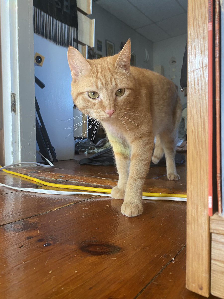 elton the cat tweet media