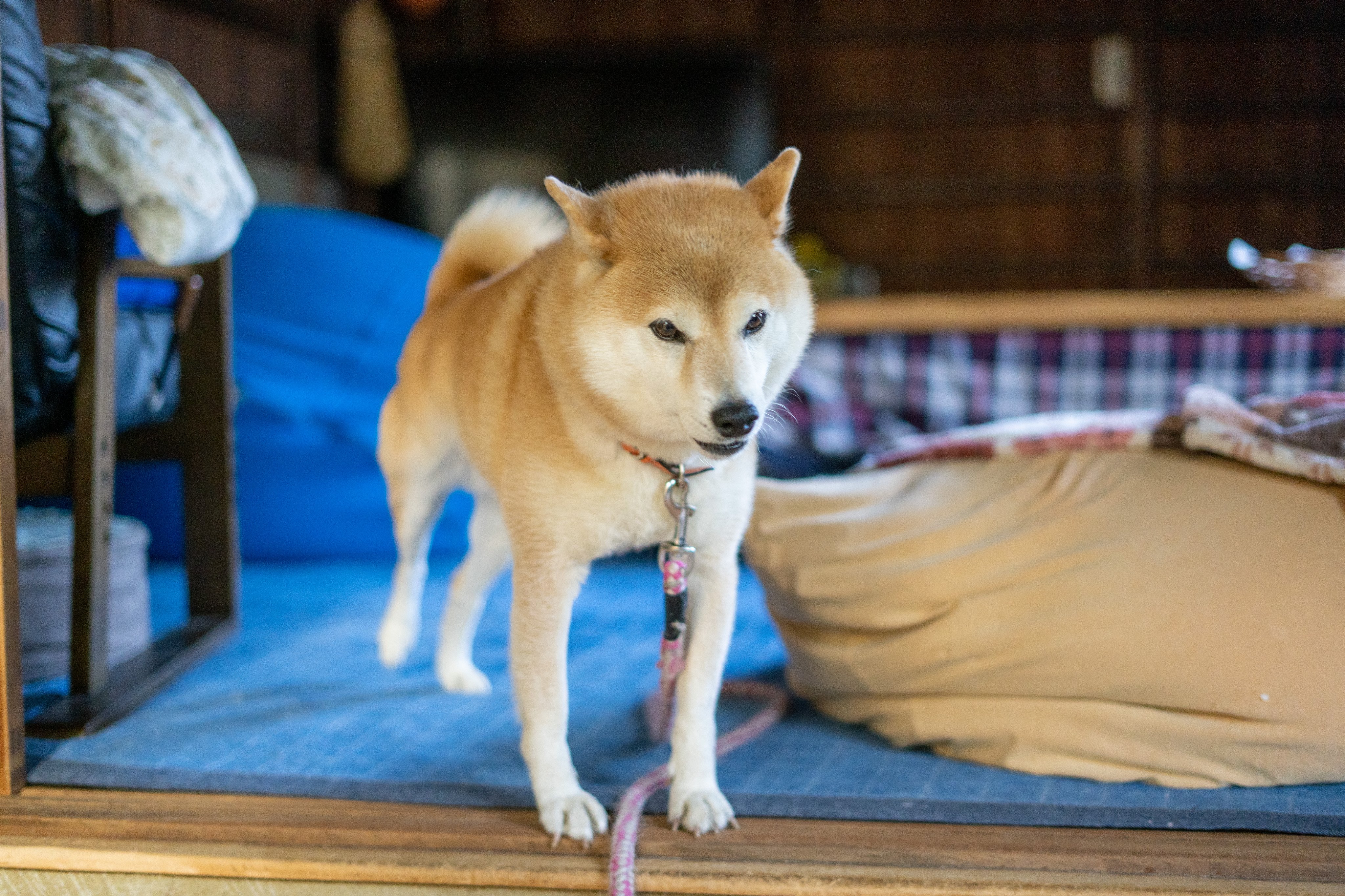 Inubot 前後に伸びる犬見て今日も一日なんとか T Co Piqgmqkilc Twitter