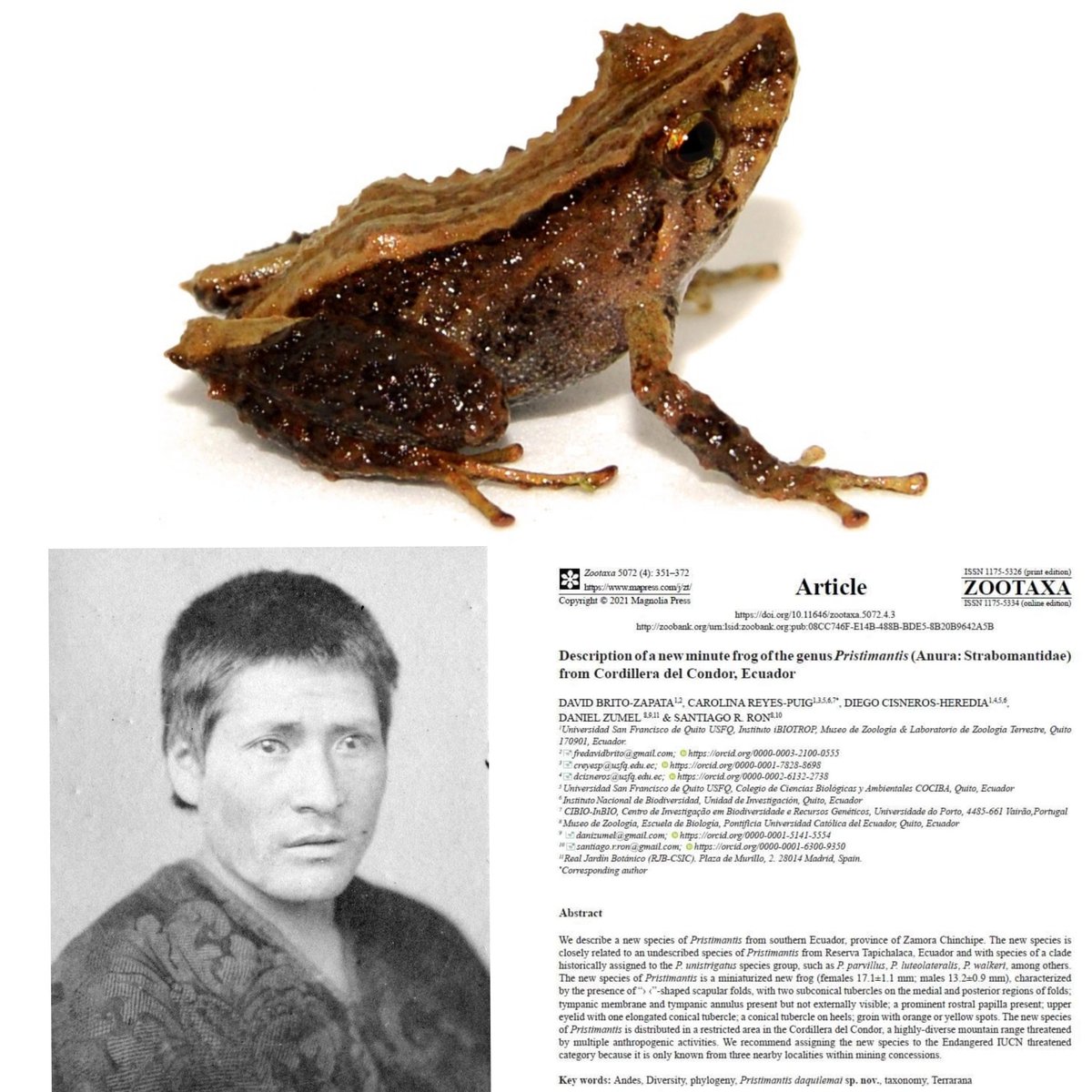 Les presento a la nueva especie de rana, Pristimantis daquilemai, nombrado en honor al líder Puruhá Fernando Daquilema quien lideró el primer levantamiento indígena en Ecuador en 1871. Se acaba de publicar el artículo en Zootaxa!