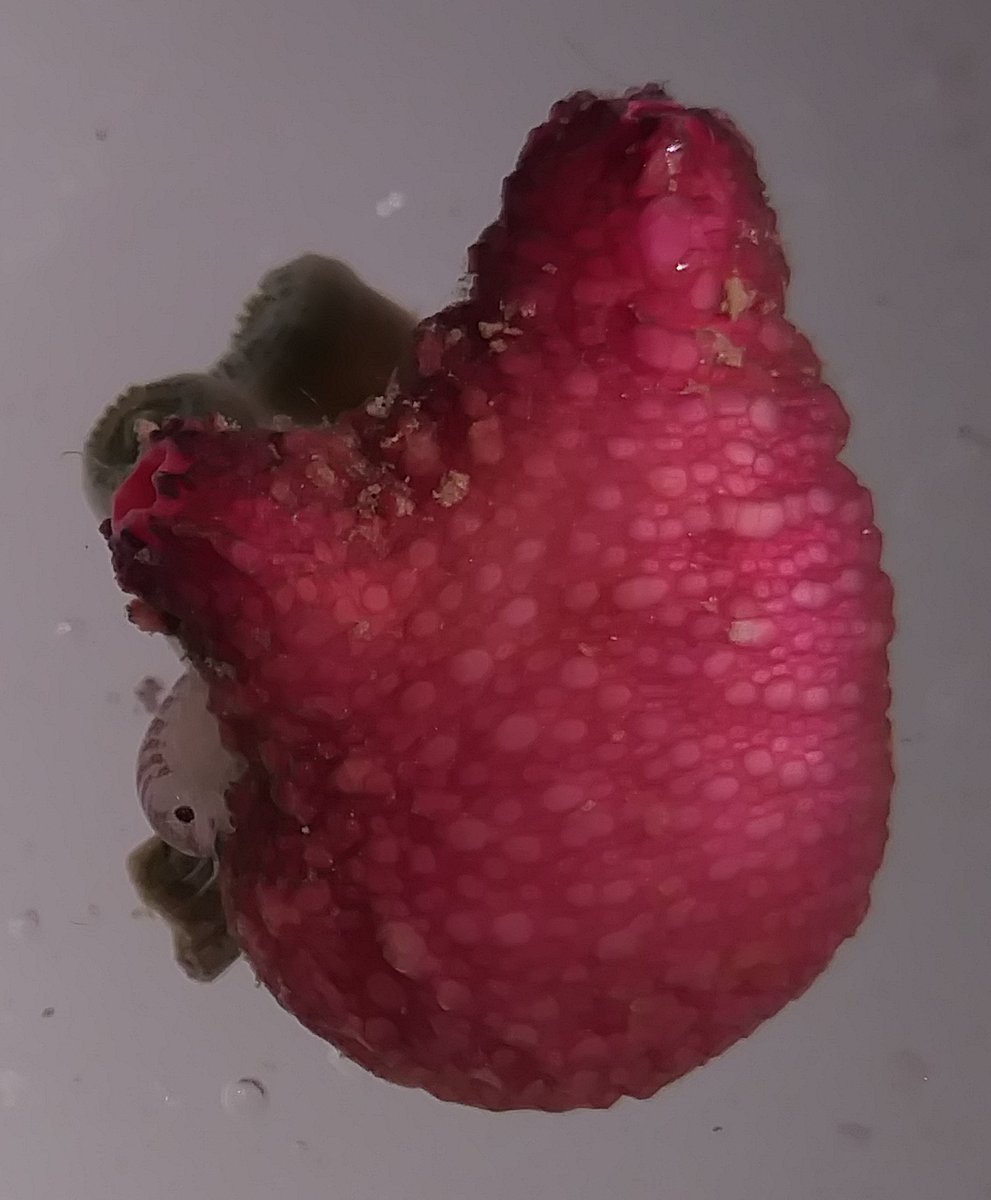 2nicate's tweet photo. Can't believe I'm just learning about #tunicatetuesday! Here is a very small, very pink Microcosmus exasperatus (and friends) 😍 https://t.co/SYed5Qonpa