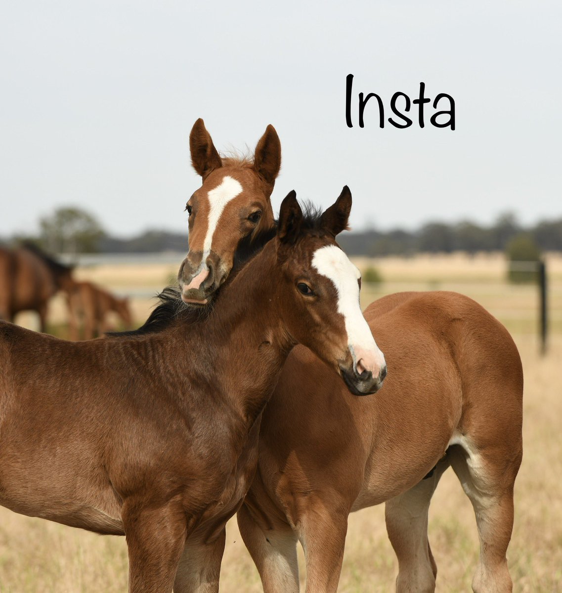 RushtonPark's tweet photo. These two this morning! #foallife #insta #reality ๐ฅฐ https://t.co/AHKtIcpcVS