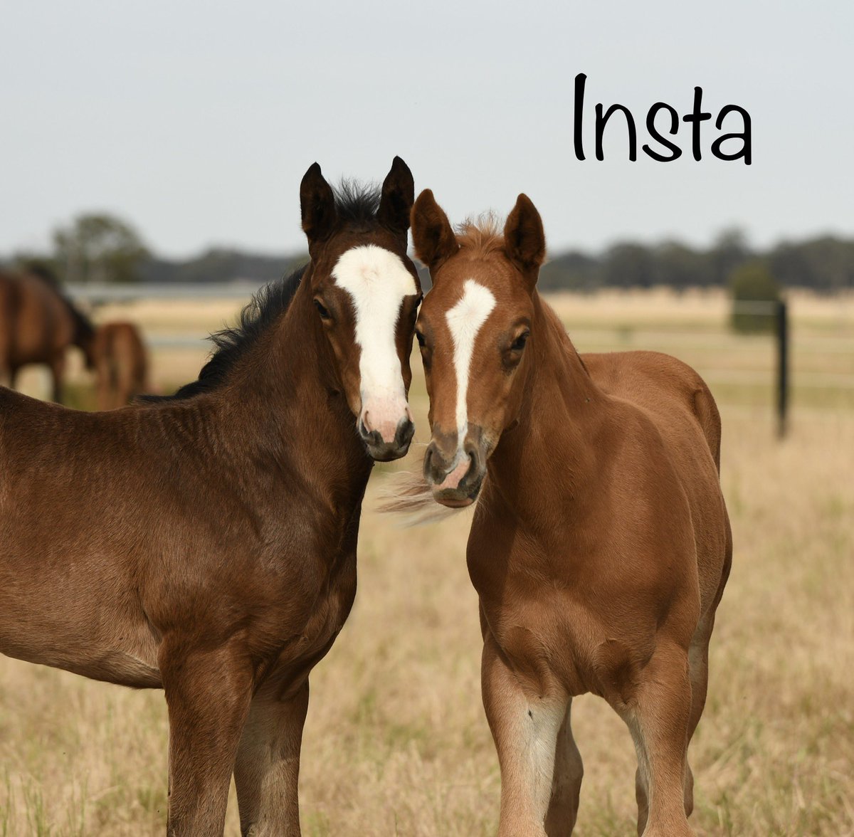 RushtonPark's tweet photo. These two this morning! #foallife #insta #reality ๐ฅฐ https://t.co/AHKtIcpcVS