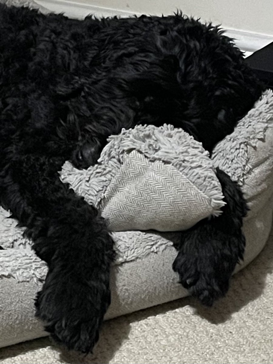 HouseHectorz's tweet photo. Totally chilled tonight!!! Mum has finished Chemo and Radio stuff!!! I have looks after her and given her big snugs, when she needed it. She says I am a superstar ☺️☺️☺️ https://t.co/GkI5Zepoah