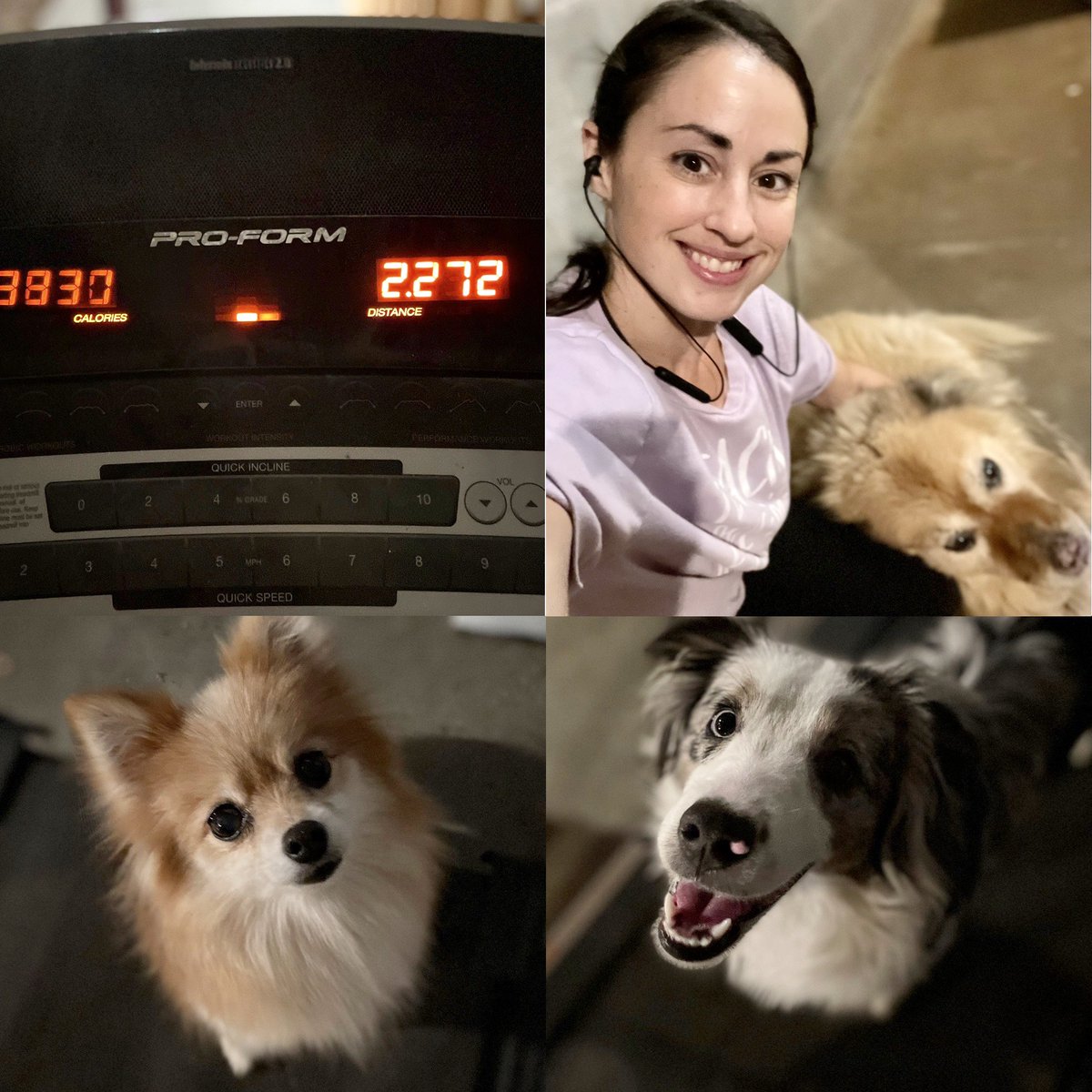 MrsOArtStudio's tweet photo. When you try to get in your 3 miles, but your 3 fur babies cut it short. @TeacherFit_ #fitness #wellness #puppylove #getfit #workout #teacherfit #workoutafterwork https://t.co/cj4fQsB85l