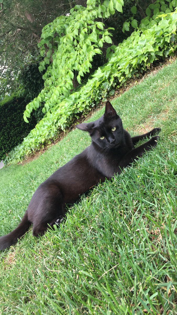 hailslol4's tweet photo. Java Poopy Handsome is missing :( Please keep an eye out and reach out to me by DM if you see him anywhere https://t.co/Gzu6LPK0Cg