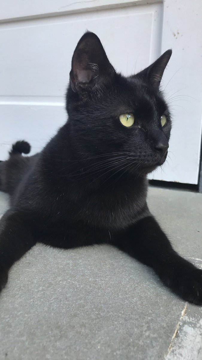 hailslol4's tweet photo. Java Poopy Handsome is missing :( Please keep an eye out and reach out to me by DM if you see him anywhere https://t.co/Gzu6LPK0Cg
