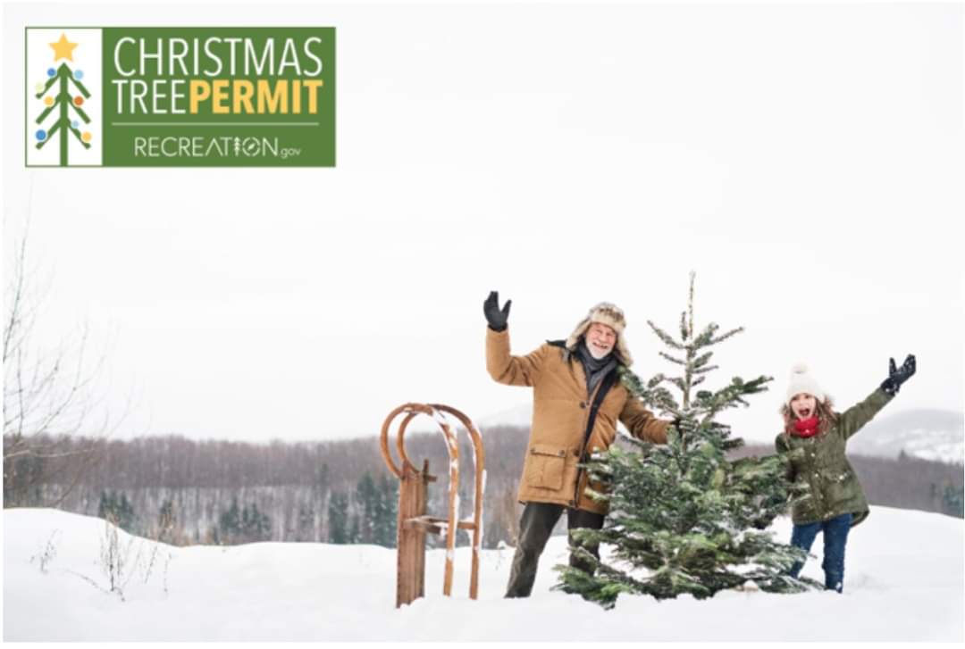 Christmas Tree permits, (one permit allows for up to 3 trees to be harvested), are available on recreation.gov for use on the B-D. There is a processing fee of $2.50 but the permit itself is free.