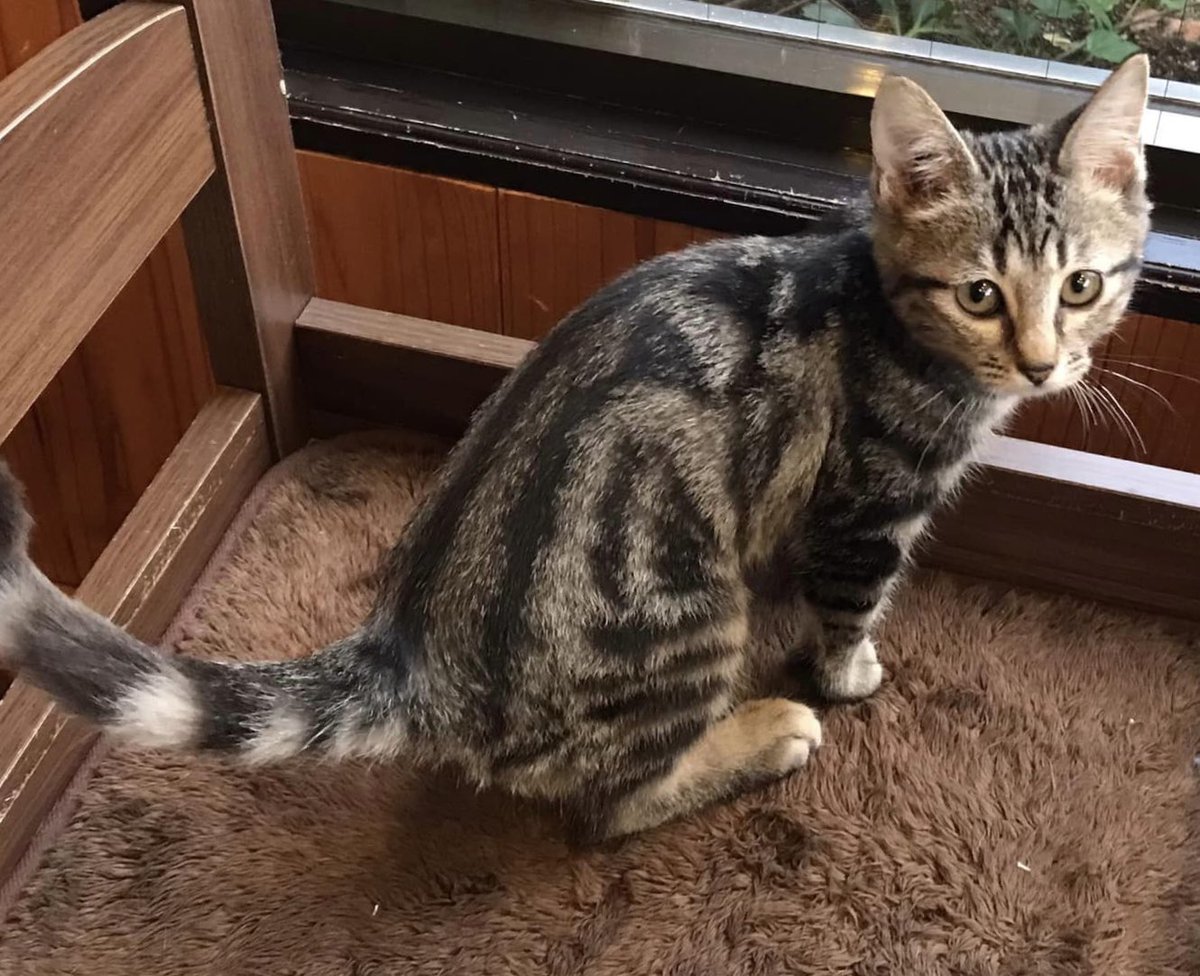保護猫カフェうたたね Necoutatane Twitter