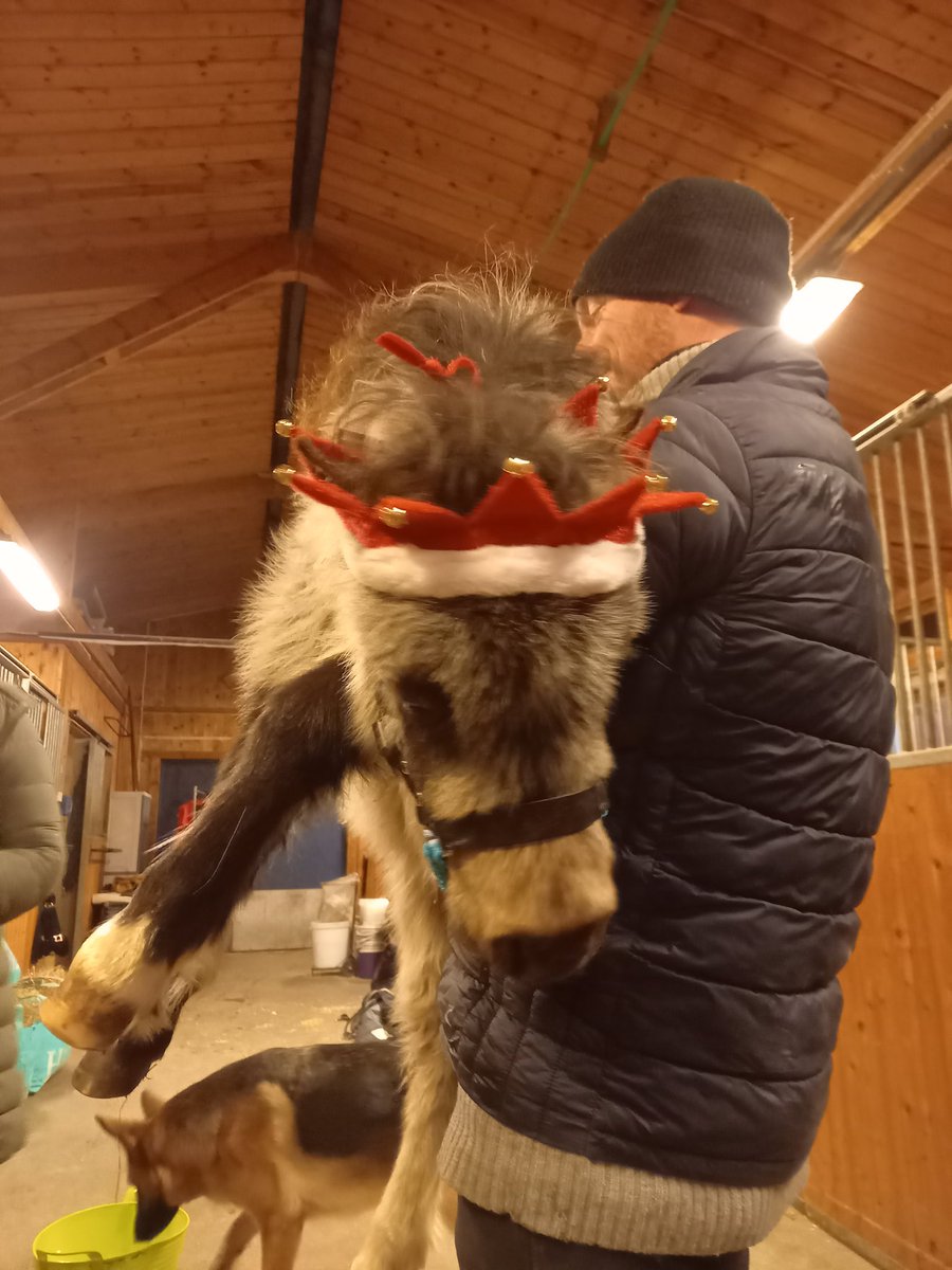 A little miniatyre horse 6 month old