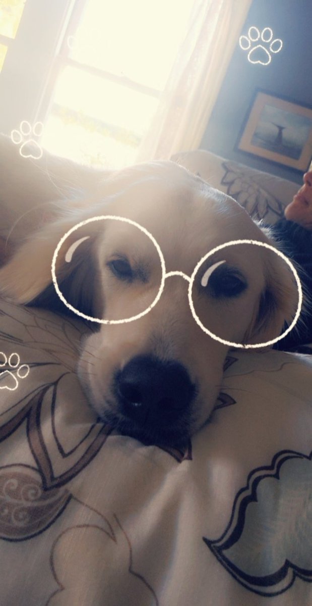 elusivejunicorn's tweet photo. Just the cutest doggo in the world. 🥰🥰🥰 https://t.co/p2gBOeDQhw