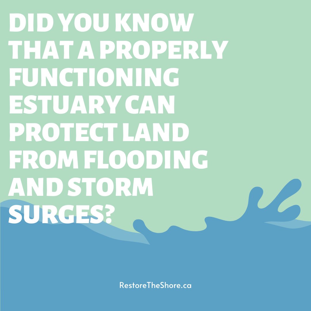 Estuaries are like huge sponges and absorb large volumes of water during flood events thereby buffering and protecting upland areas. Another reminder as to why our #RestoreTheShore project is so vital. To learn more visit restoretheshore.ca