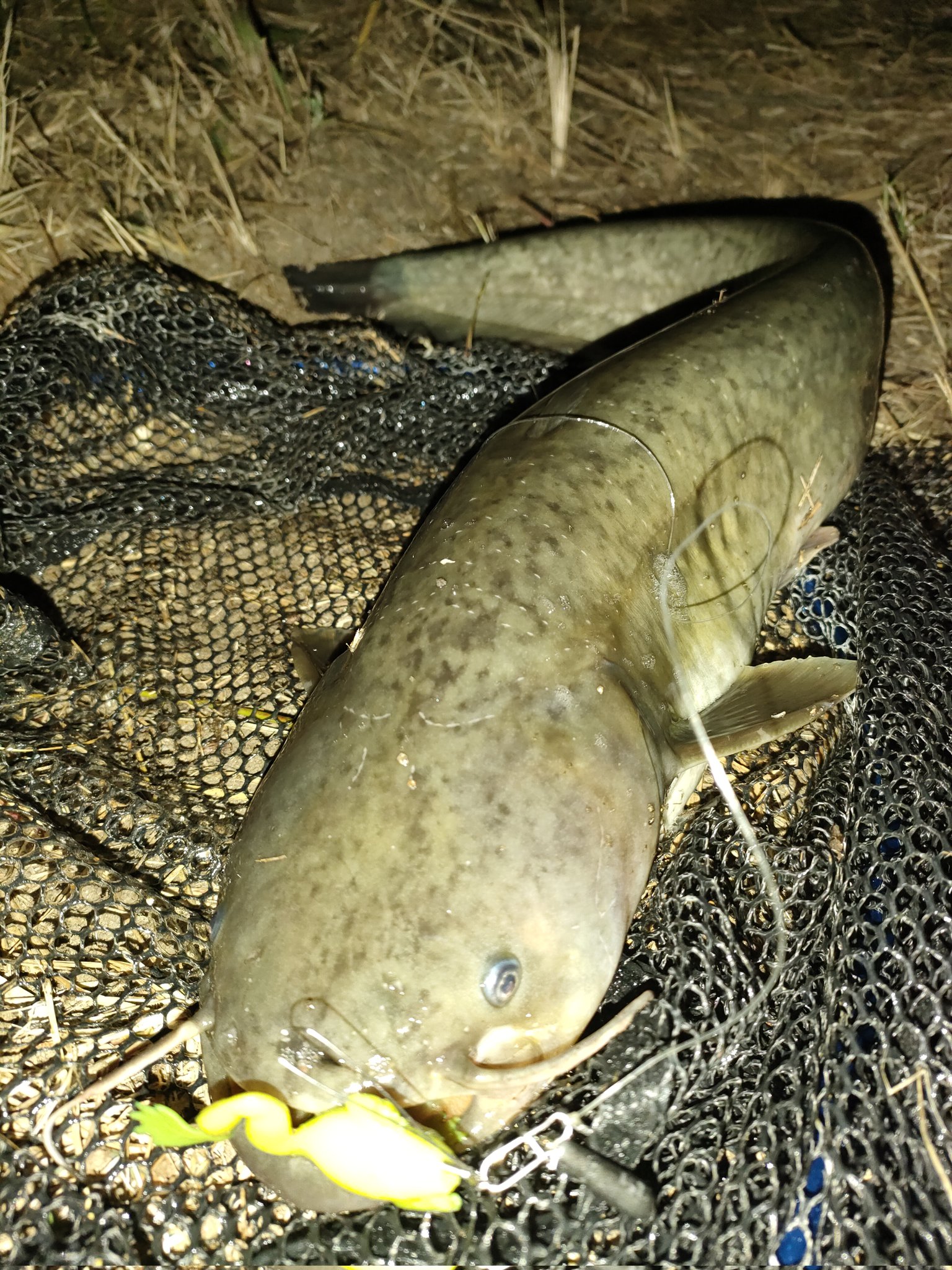 Vandeus 今年活躍したアリエクルアーその3 これはマジで多用しましたね シンキング仕様でユラユラ沈んでサカナにアピール 2g程度の追加シンカー必須かな ナマズ ライギョが居れば即食いでした １個１５０円なので多量に購入 難点は足がよく千切れるw