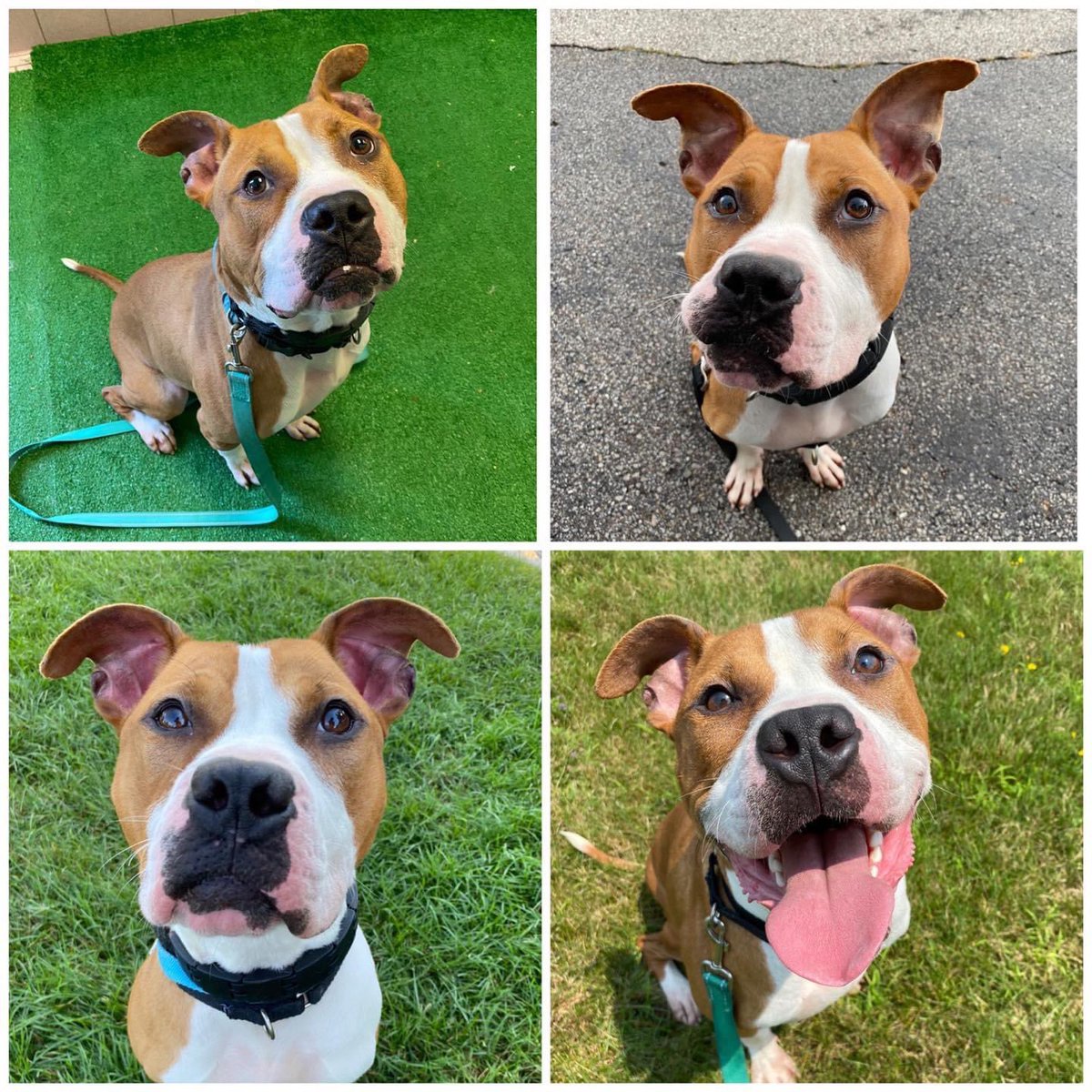 CuyahogaDogs's tweet photo. B-I-N-G-O!

What’s this about me having a crooked face? It’s just a handsome face and I happen to like it just the way it is. What do think? Besides, add a smile and you can’t tell if it’s crooked or not. 
That’s my name-o!

🥴Bingo😎

#CCASDailyDog #adoptme https://t.co/GYmfARnEC6