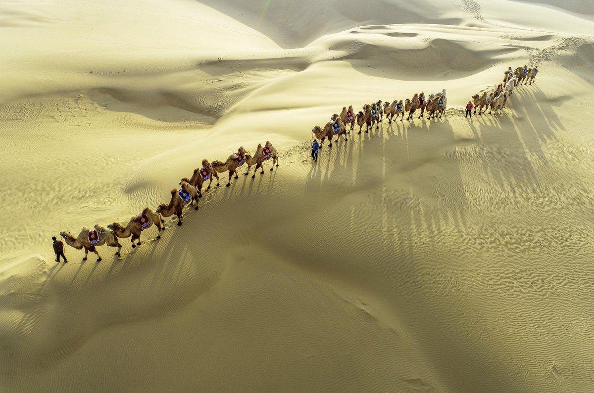 Караван китай. Караван верблюдов Монголия. Караван верблюдов в пустыне. Фото верблюдов в пустыне с тенями. Пустыня Ордос.