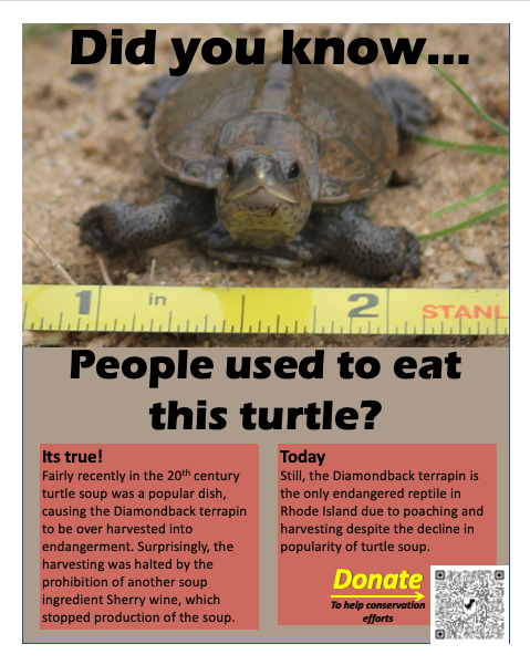 AshleyCharnik's tweet photo. 🤢Turtle soup was a thing! This species is now the only endangered reptile in Rhode Island due to past and current poaching. Donate to help conservation efforts https://t.co/eBnnpFm367 #turtle #conservation #animals #reptile @meg_amato https://t.co/hGc2KZmsVl