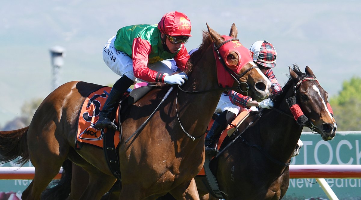 nzracingnews's tweet photo. NEWS: @Kingsclere_Nz have #TwoIllicit in tip top shape heading into Saturday's Gr.1 Rydges Wellington Captain Cook Stakes at Trentham.
https://t.co/IN0ey7H1Bu https://t.co/epLZwBur5u