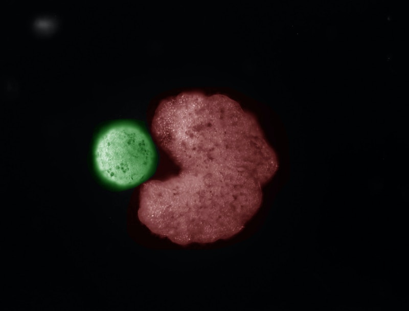 westr's tweet photo. Team builds first living robots—that can reproduce 
https://t.co/EvOG0BW9zW via @wyssinstitute 
#AI #replication #selfreplication #synbio #slimemold

Kinematic self-replication in reconfigurable organisms:
https://t.co/bhZ0OGgHx1 @PNASNews https://t.co/MkQcuLCfyd