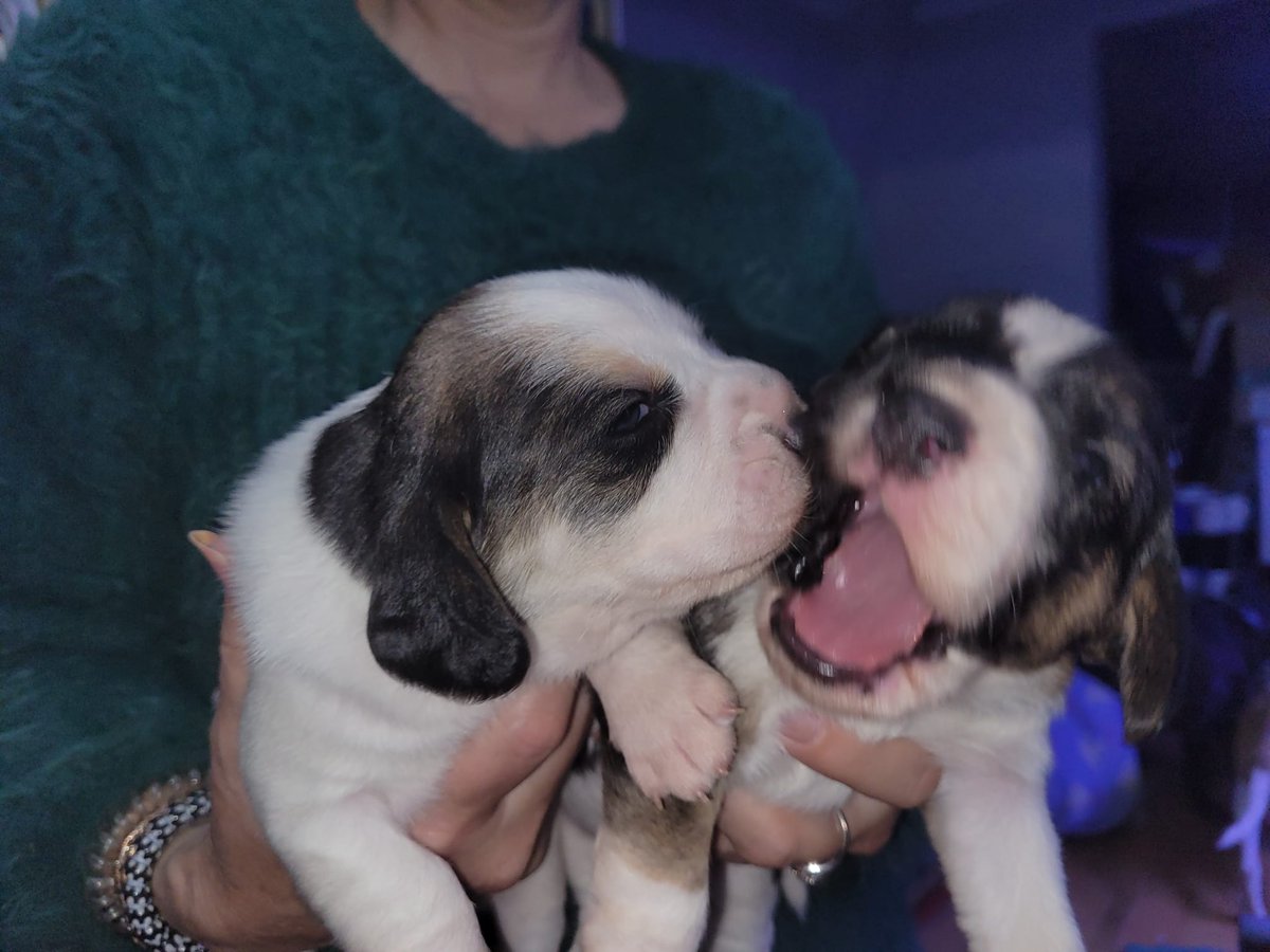 AndTorran's tweet image. 