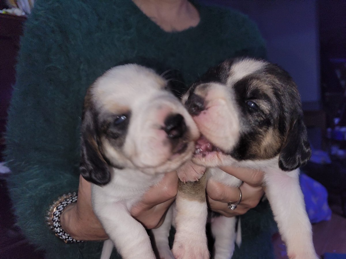 AndTorran's tweet image. 