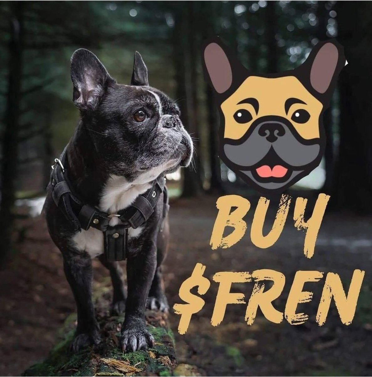 Frenchie Network - Environment Friendly Blockchain tweet media