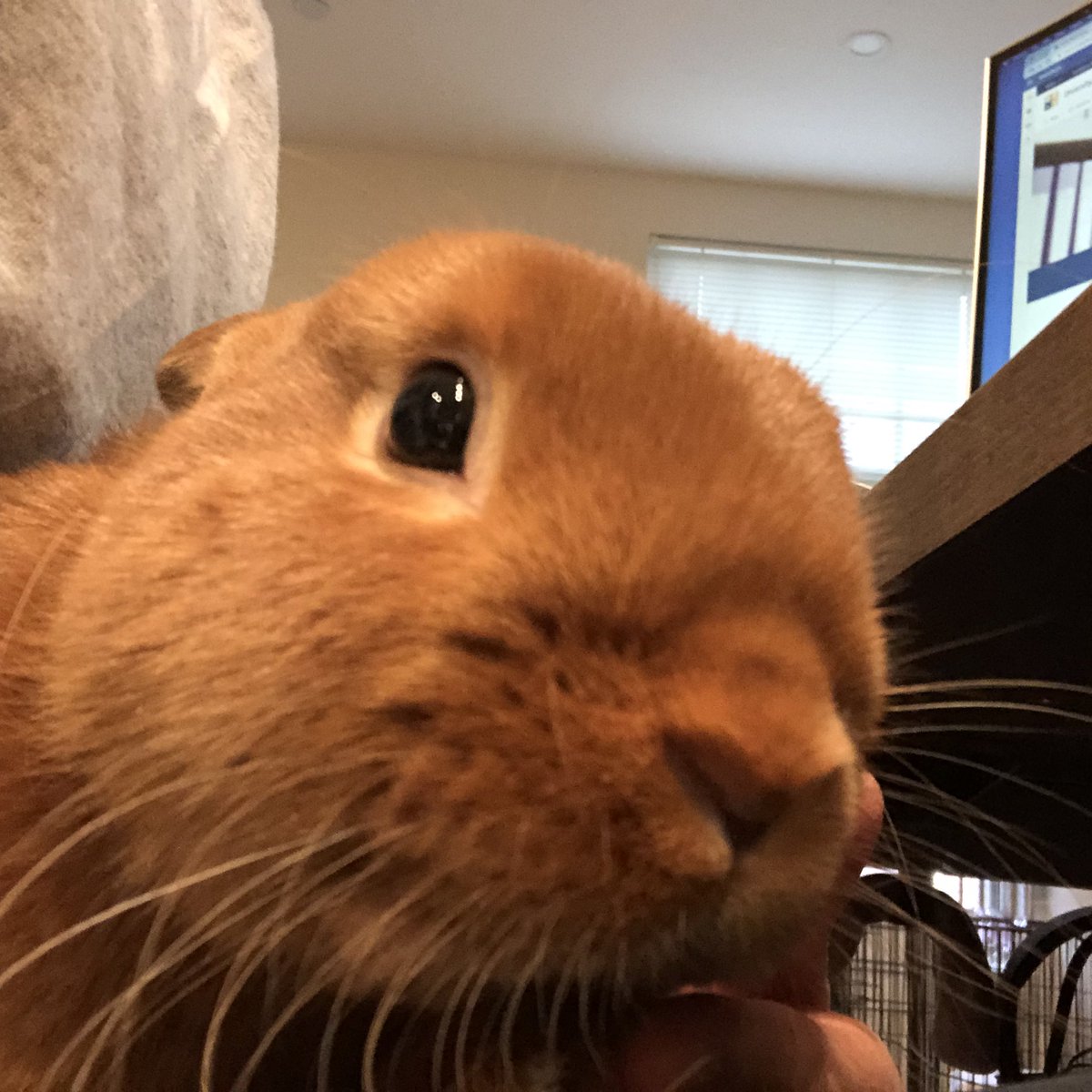 Pumpk_nSpice's tweet photo. Afternoon update: I’m celebrating my special day by helping Maw Maw at work. The recent video call was my fave. I hope I get bunny cake tonight. https://t.co/AyEgiocfA0
