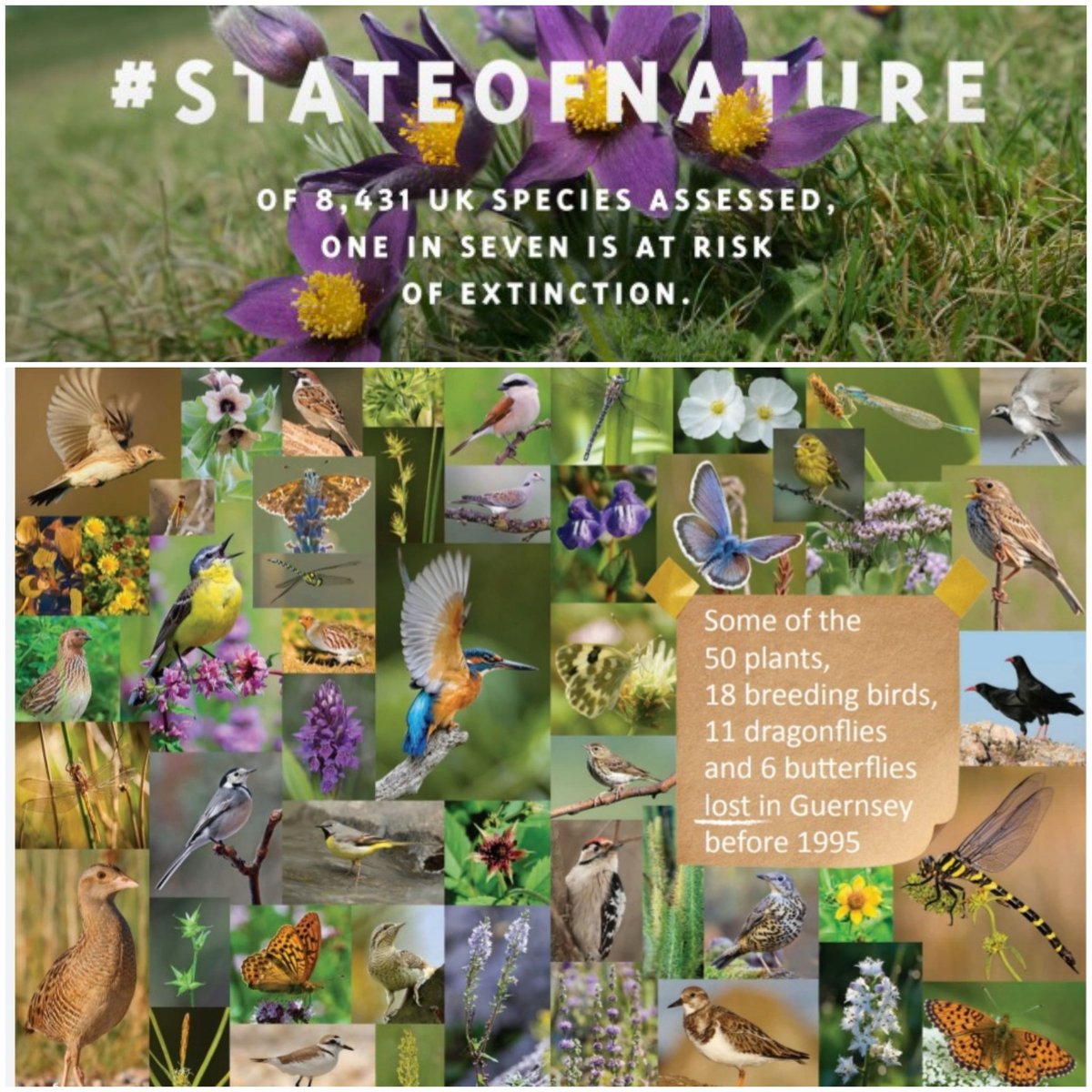 Today is #LostSpeciesDay &amp; in the last 100 years #Guernsey's lost at least 100 animal &amp; plant species (conservative estimate)
Local causes &amp; threats:
1️⃣ habitat destruction &amp; fragmentation
2️⃣ changing management 
3️⃣ general human impact
4️⃣ climate change
<a href="/JuliaHenney/">Julia Henney</a> 
#chog