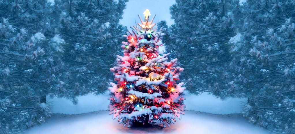 Did you know christmas trees are grown in all 50 states? Check out this link to read more about the history of christmas trees! 🎄🎁                      history.com/.amp/topics/ch…