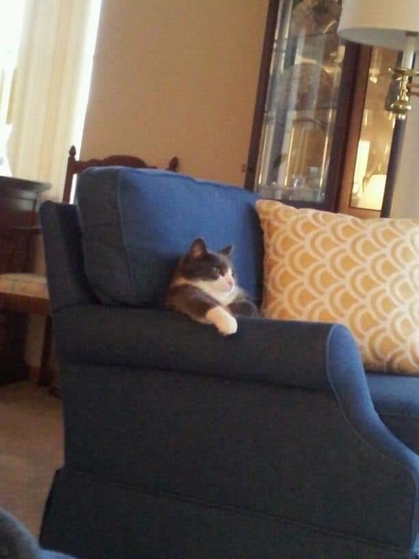 dolar 14 euro 15 ceyrek altın 1200

hic bisey umrunda olmayan kedim: