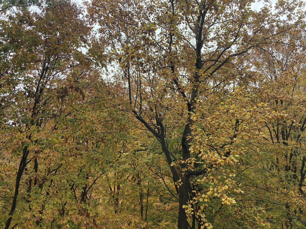 hannahrschaller's tweet photo. Perks of working from home - views like this: https://t.co/5DWQ14FHQE