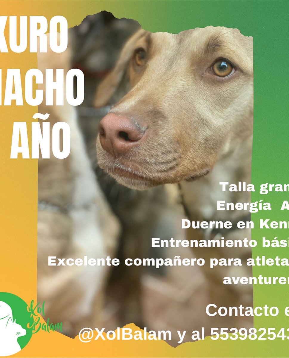 Xol_Balam's tweet photo. Estos preciosos siguen en adopción! Cualquier zona de #CDMX #Edomex #Puebla #Morelos #hidalgo
Mas detalles en: https://t.co/rSY8x0nXIa 

#adoptamx #adoptanocompres #adoptaunperro #adoptaungato #adopta #adoptaunosincasa #adopcionesCDMX #adopcionresponsable #transformaunavida https://t.co/UPG0g7d9BK