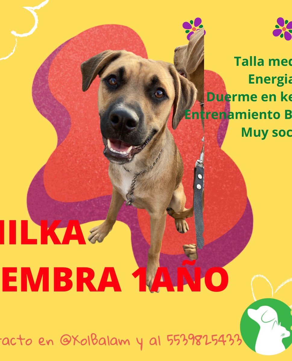 Xol_Balam's tweet photo. Estos preciosos siguen en adopción! Cualquier zona de #CDMX #Edomex #Puebla #Morelos #hidalgo
Mas detalles en: https://t.co/rSY8x0nXIa 

#adoptamx #adoptanocompres #adoptaunperro #adoptaungato #adopta #adoptaunosincasa #adopcionesCDMX #adopcionresponsable #transformaunavida https://t.co/UPG0g7d9BK