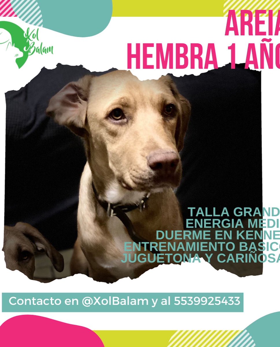 Xol_Balam's tweet photo. Estos preciosos siguen en adopción! Cualquier zona de #CDMX #Edomex #Puebla #Morelos #hidalgo
Mas detalles en: https://t.co/rSY8x0nXIa 

#adoptamx #adoptanocompres #adoptaunperro #adoptaungato #adopta #adoptaunosincasa #adopcionesCDMX #adopcionresponsable #transformaunavida https://t.co/UPG0g7d9BK