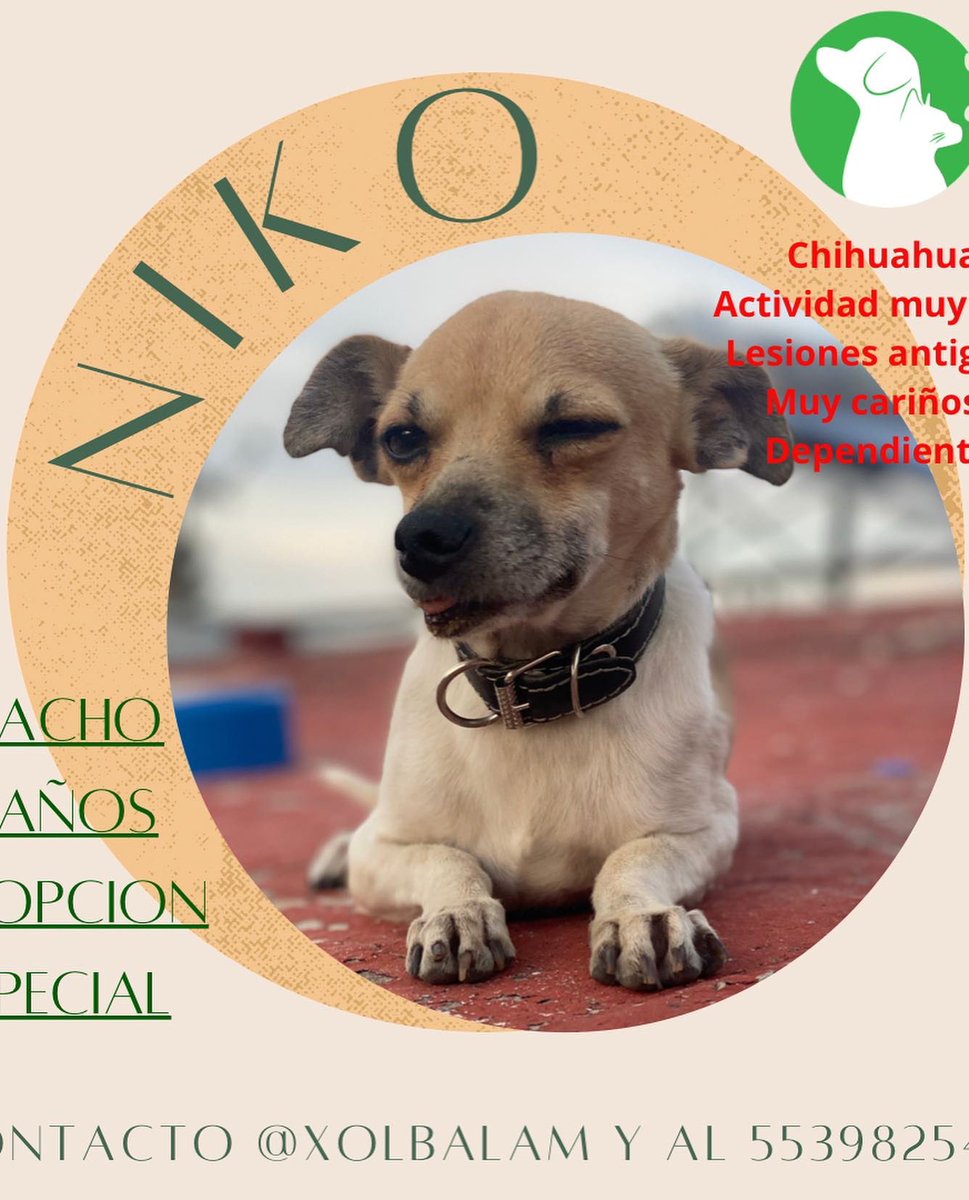 Xol_Balam's tweet photo. Estos preciosos siguen en adopción! Cualquier zona de #CDMX #Edomex #Puebla #Morelos #hidalgo
Mas detalles en: https://t.co/rSY8x0nXIa 

#adoptamx #adoptanocompres #adoptaunperro #adoptaungato #adopta #adoptaunosincasa #adopcionesCDMX #adopcionresponsable #transformaunavida https://t.co/UPG0g7d9BK