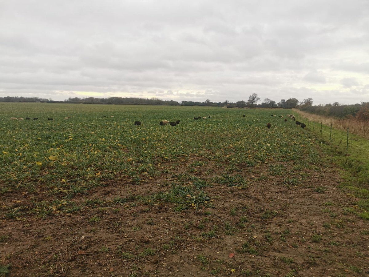 Something new <a href="/somerleytonfarm/">Somerleyton Farms</a> today, grazing lambs on osr! Hopefully remove any flea beetle larvae #mixedfarming #oldfashionedfarming #thatllgettheneighbourstalking 🤞😂