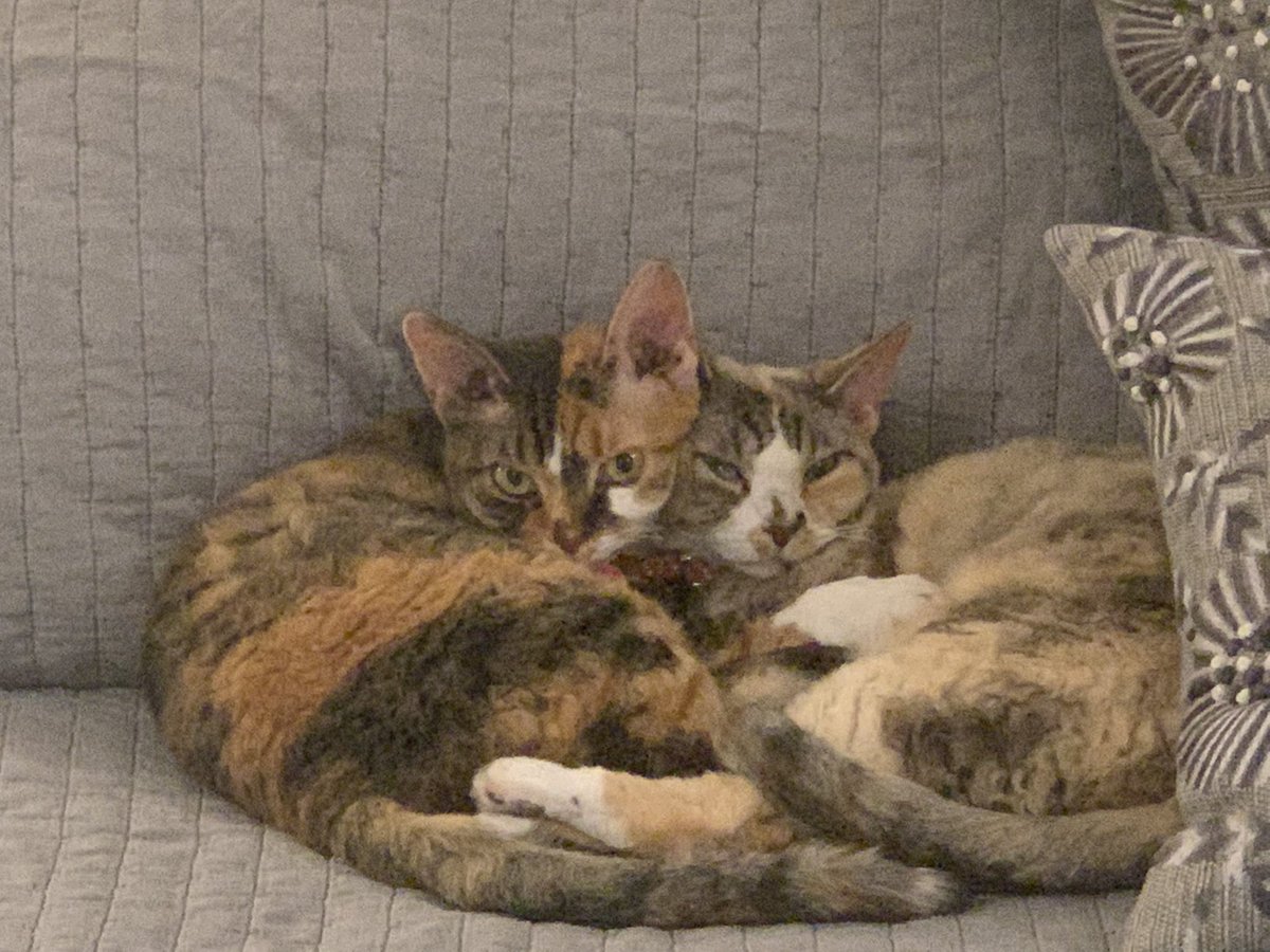 DebraHDVM's tweet photo. @mikel_maria Mine do, one likes to snuggle under the covers or they snuggle together at the end of the bed-here they are before bedtime. https://t.co/t0pHk4lsFN
