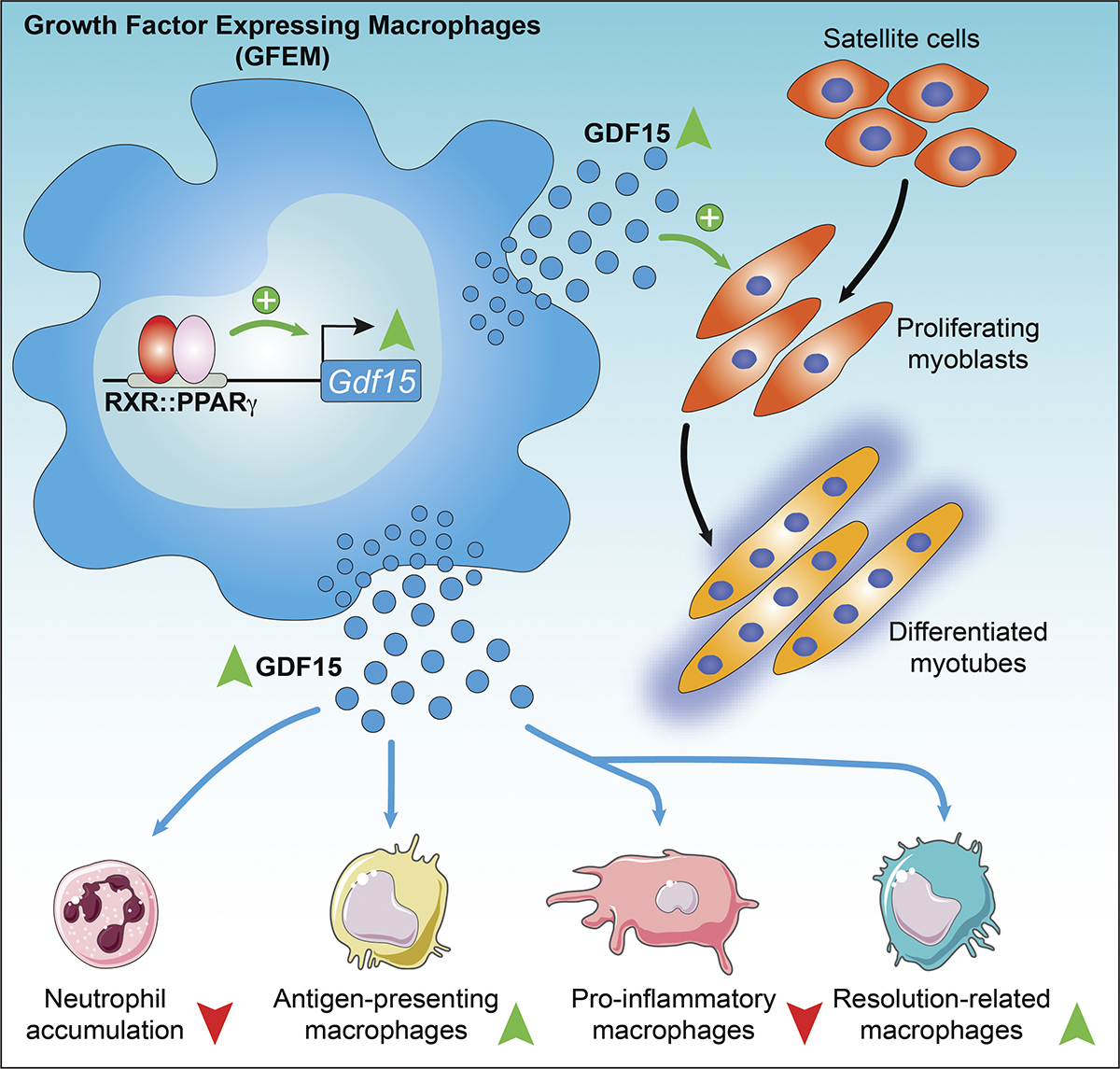 JExpMed's tweet photo. .@anpatsalos, @HalaszLaszlo, and colleagues from the @LaszloNagyLab discover that myeloid GDF-15 is required for proper muscle regeneration following acute injury and is produced by a unique growth factor-expressing #macrophage subpopulation. https://t.co/kbzGTAH6AN
#StemCells https://t.co/9VvEwFmEIl