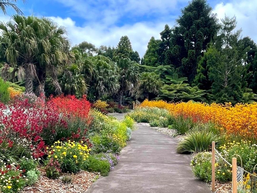 Kangaroo Paws: are you on team yellow 💛, team red ❤️... Or all?! Brilliant display in our Connections Garden right now!