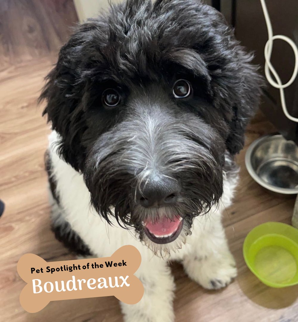 This weeks Vista pet spotlight goes to Boudreaux! Boudreaux is a big fluffy 7 month old Sheepadoodle! 🥰 He loves playing with sticks of any kind, &amp; hanging with his besties King &amp; Toby at the dog park!
.
.
Be sure to tag us in your pet pictures, pages, or DM us pictures.